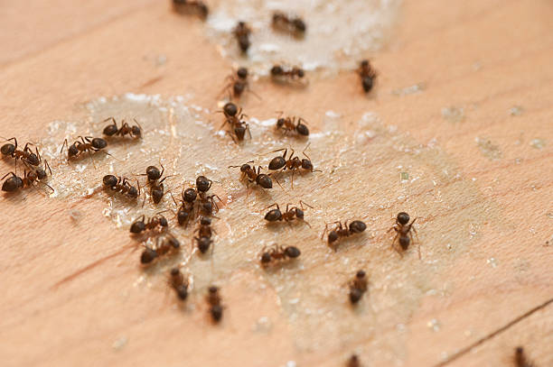 Best Ant Control Services  in Prairie Grove, AR