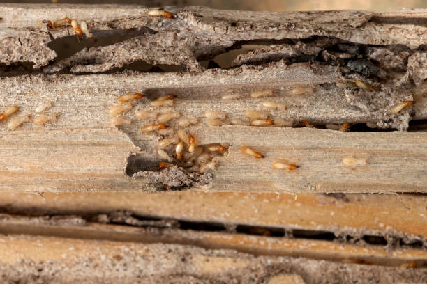 Best Commercial Pest Control Services  in Prairie Grove, AR